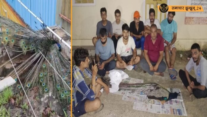 चिड़ावा में राष्ट्रीय पक्षी मोर की करंट लगने से मौत
