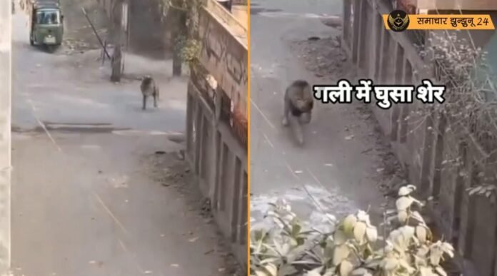 शहर की गलियों में शेर का आतंक: जंगल से निकलकर कॉलोनी में घुसा शेर, वीडियो हुआ वायरल