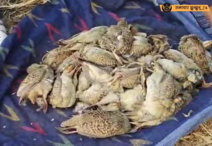 बेरी गांव में पक्षियों को जहरीला दाना खिला कर हत्या का मामला: बाल अपचारी गिरफ्तार