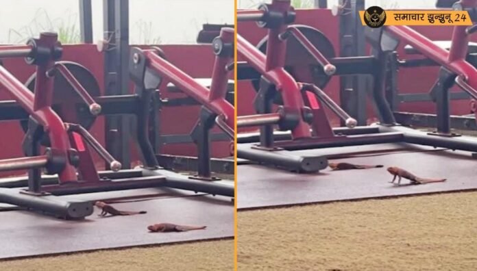 वायरल हुआ जिम में गिरगिट का पुशअप्स करते वीडियो, सोशल मीडिया पर मच रहा है हंगामा