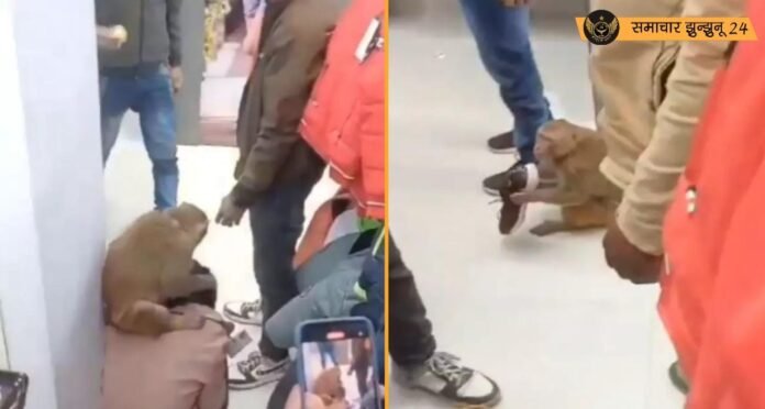 झांसी के मॉल में बंदर का हंगामा: सोशल मीडिया पर वायरल हुआ वीडियो