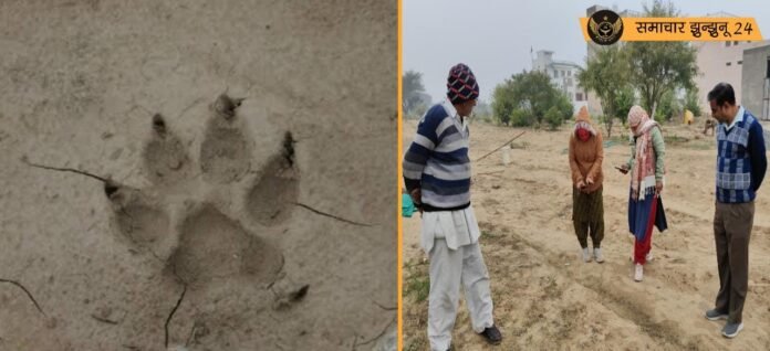 पिलानी में खेतोंं में मिले अज्ञात जंगली जानवर के पदचिह्न से दहशत का माहौल, वन विभाग की टीम पहुंची जांच करने