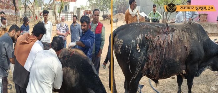 चिड़ावा में नंदी पर अत्याचार: तेजाब से झुलसाया, कुल्हाड़ी से किए वार