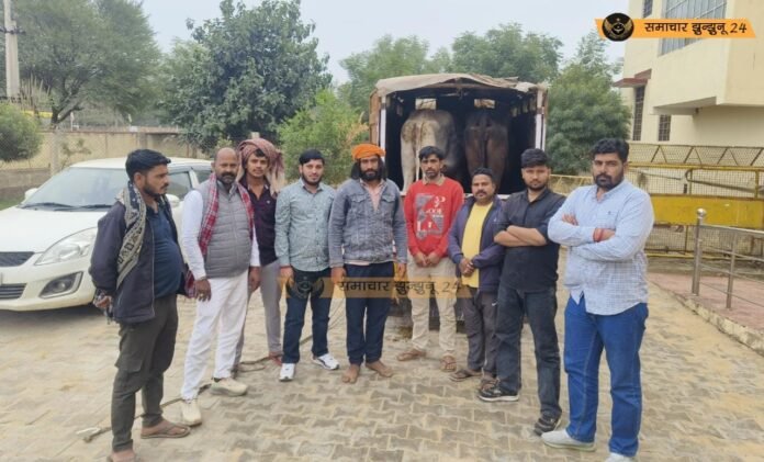 गौ तस्करी का प्रयास नाकाम, गौ रक्षा दल ने दो तस्करों को पकड़ा, सिंघाना में नाकाबंदी कर रोका वाहन, पचेरी थाने को सौंपे आरोपी