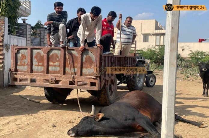 चिड़ावा में रेबीज से पीड़ित सांड ने मचाया उत्पात, गौरक्षकों ने काबू पाया, गुस्साए सांड ने बकरी को किया घायल, स्कूल के पास मची अफरा-तफरी