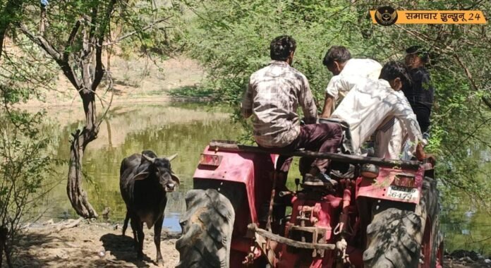 बदनगढ़ में रेबीज ग्रसित गोवंश का आतंक, महिला सहित तीन लोग घायल