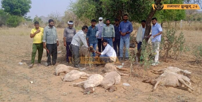 जसरापुर गांव में दर्दनाक हादसा: रूंझ की सूखी फली खाने से 22 मवेशियों की मौत, पशुपालकों को लाखों का नुकसान
