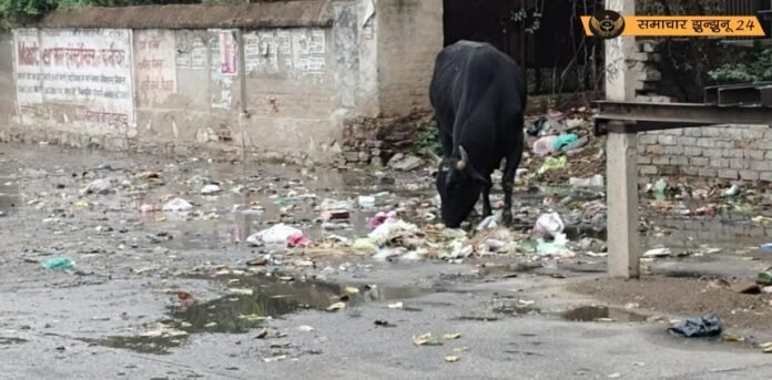 चिड़ावा: वार्ड 39 और 21 में कचरा पात्रों के अभाव से स्थानीयों को भारी परेशानी, श्रद्धालुओं के लिए भी मार्ग दुर्गम