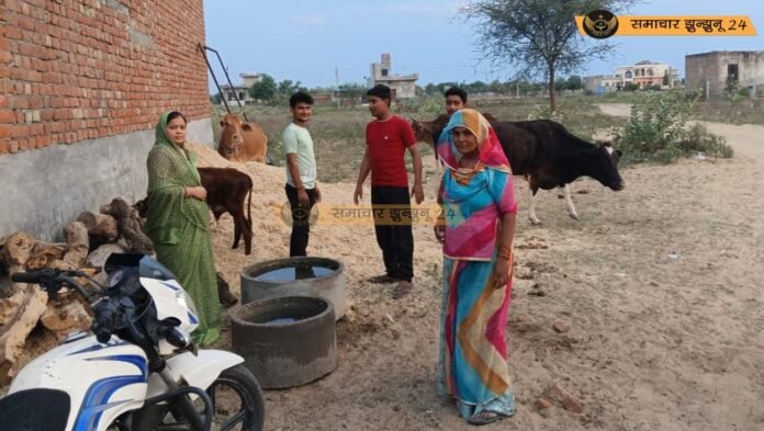 भीषण गर्मी में बेसहारा गोवंश के लिए राहत बनी बसंत धाम सेवा समिति, पिलानी क्षेत्र में पानी और चारे की व्यवस्था कर समिति ने किया सराहनीय प्रयास