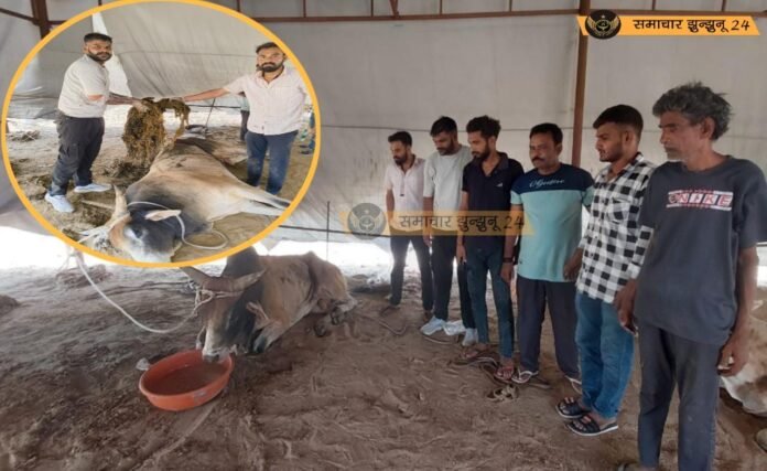 मंड्रेला में 6 घंटे चला निराश्रित गोवंश का ऑपरेशन, पेट से निकली हैरान कर देने वाली चीजें
