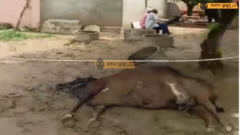पिलानी में करंट से किसान की दुधारू गाय खत्म, बिजली विभाग पर लापरवाही का आरोप