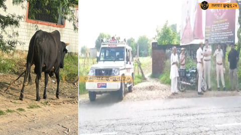 गौवंश को जेली मारकर किया घायल, गौरक्षक भड़के – पिलानी पुलिस ने संभाला मोर्चा