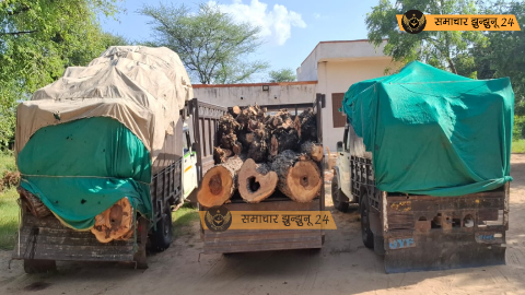 वन विभाग की बड़ी कार्रवाई, तीन पिकअप खेजड़ी की लकड़ियों सहित जब्त, चालक गिरफ्तार